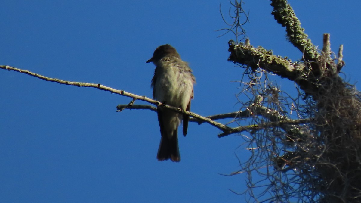 Eastern Wood-Pewee - ML642561742