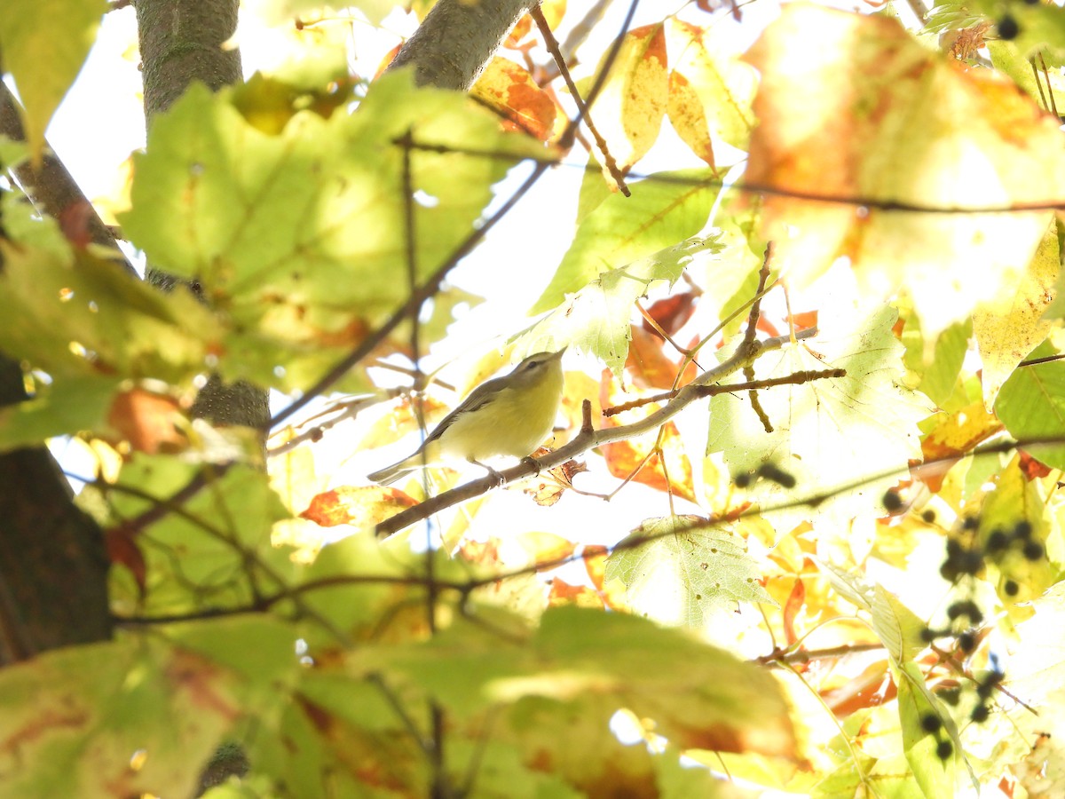 Philadelphia Vireo - ML642561750