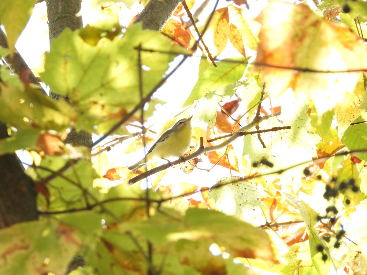 Philadelphia Vireo - ML642561751