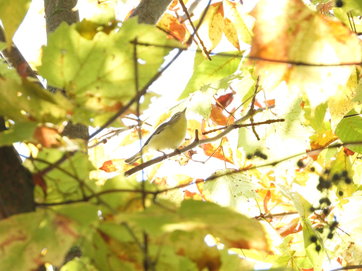 Philadelphia Vireo - ML642561752