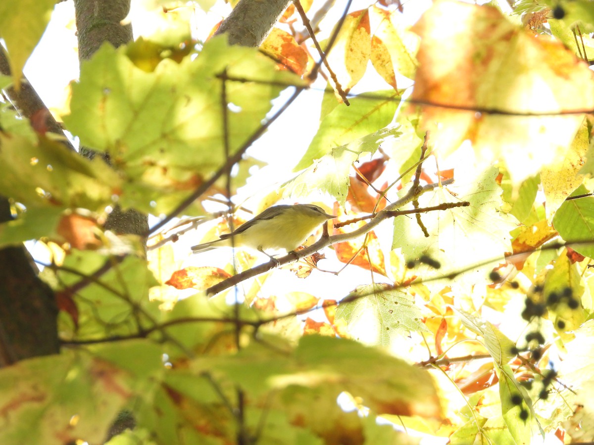 Philadelphia Vireo - ML642561753