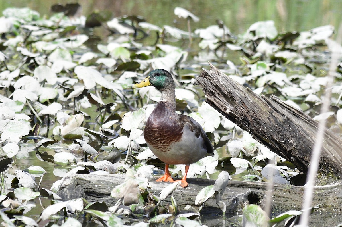 Canard colvert - ML642561770