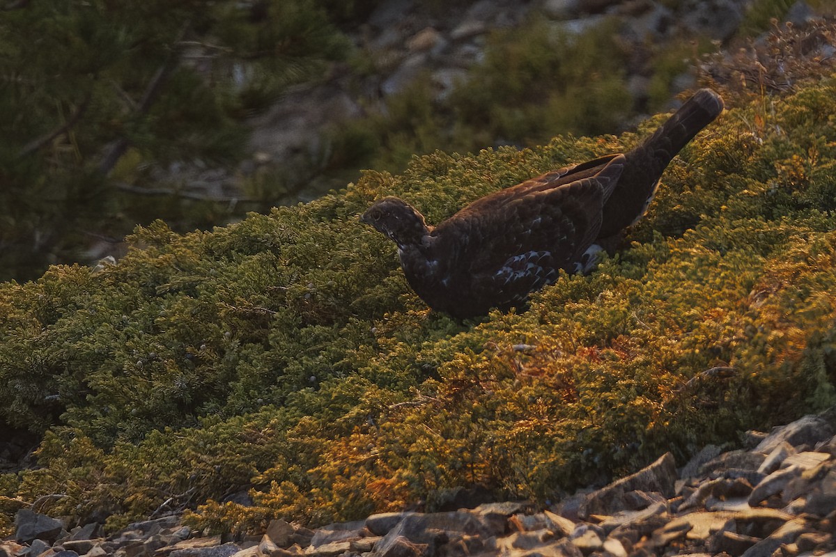 Sooty Grouse - ML642561842
