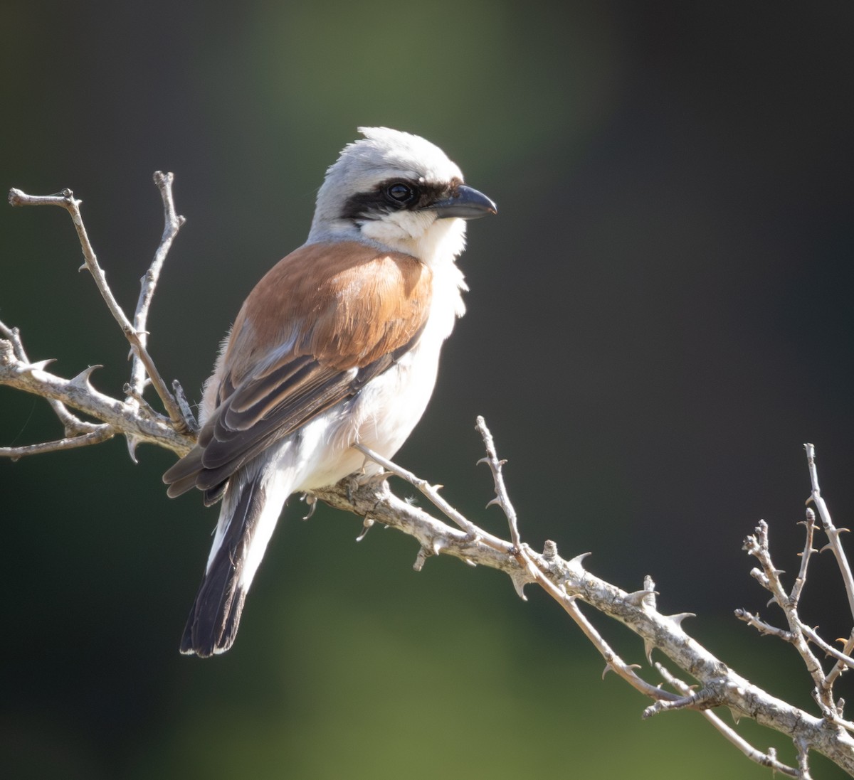 Red-backed Shrike - ML642561846