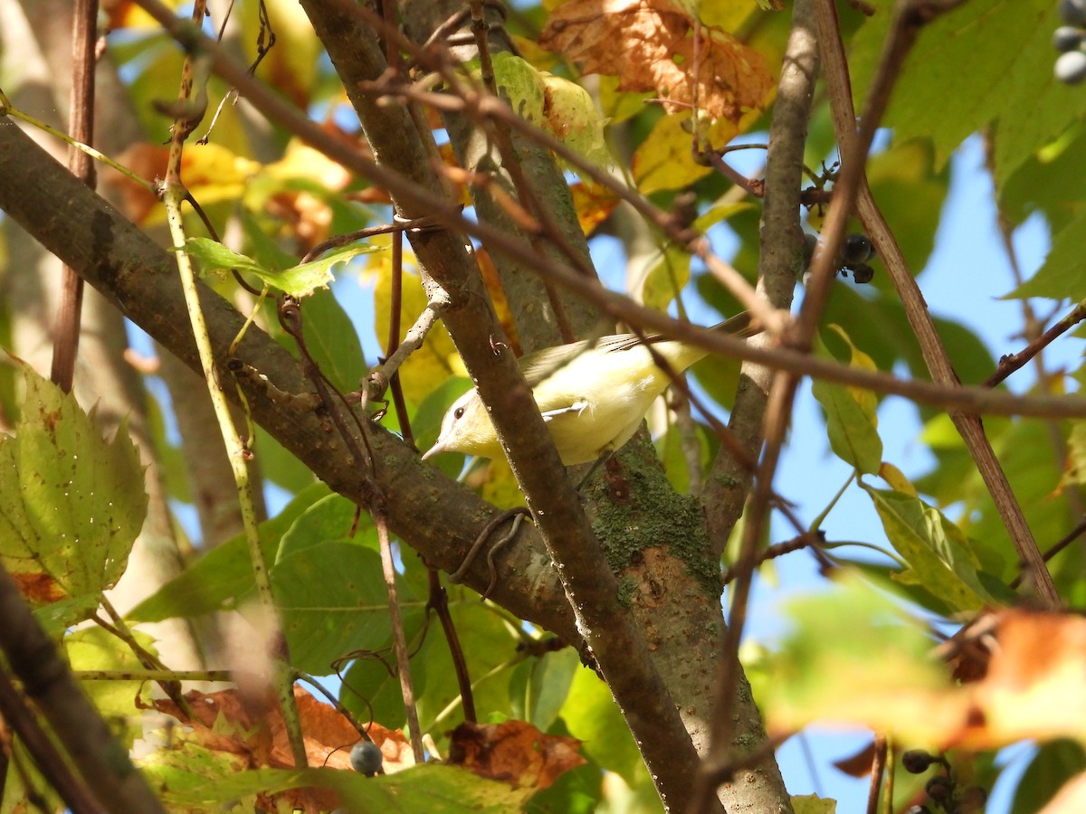 Philadelphia Vireo - ML642561869