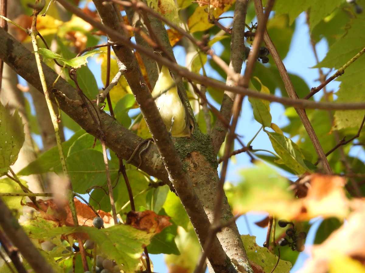 Philadelphia Vireo - ML642561870
