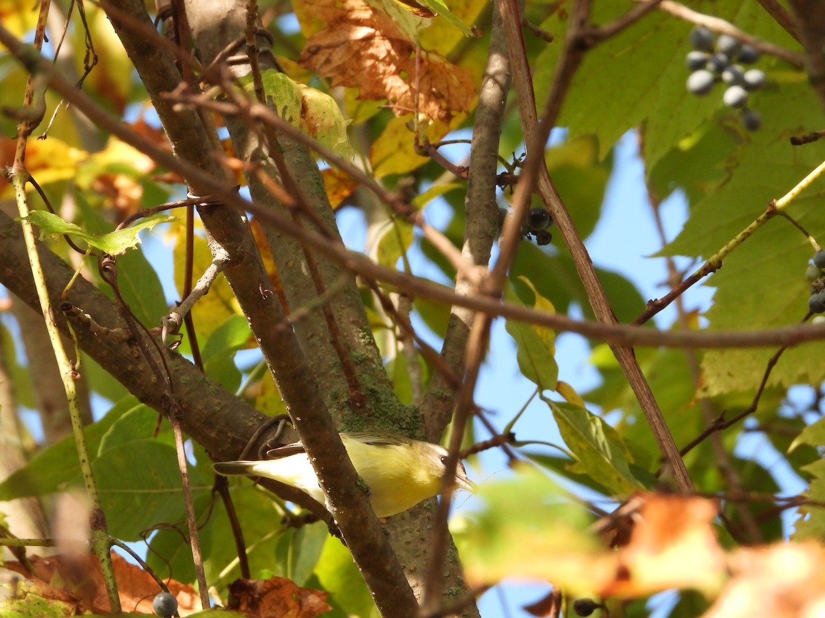 Philadelphia Vireo - ML642561871
