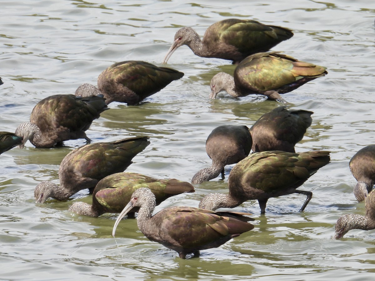 White-faced Ibis - ML642561881
