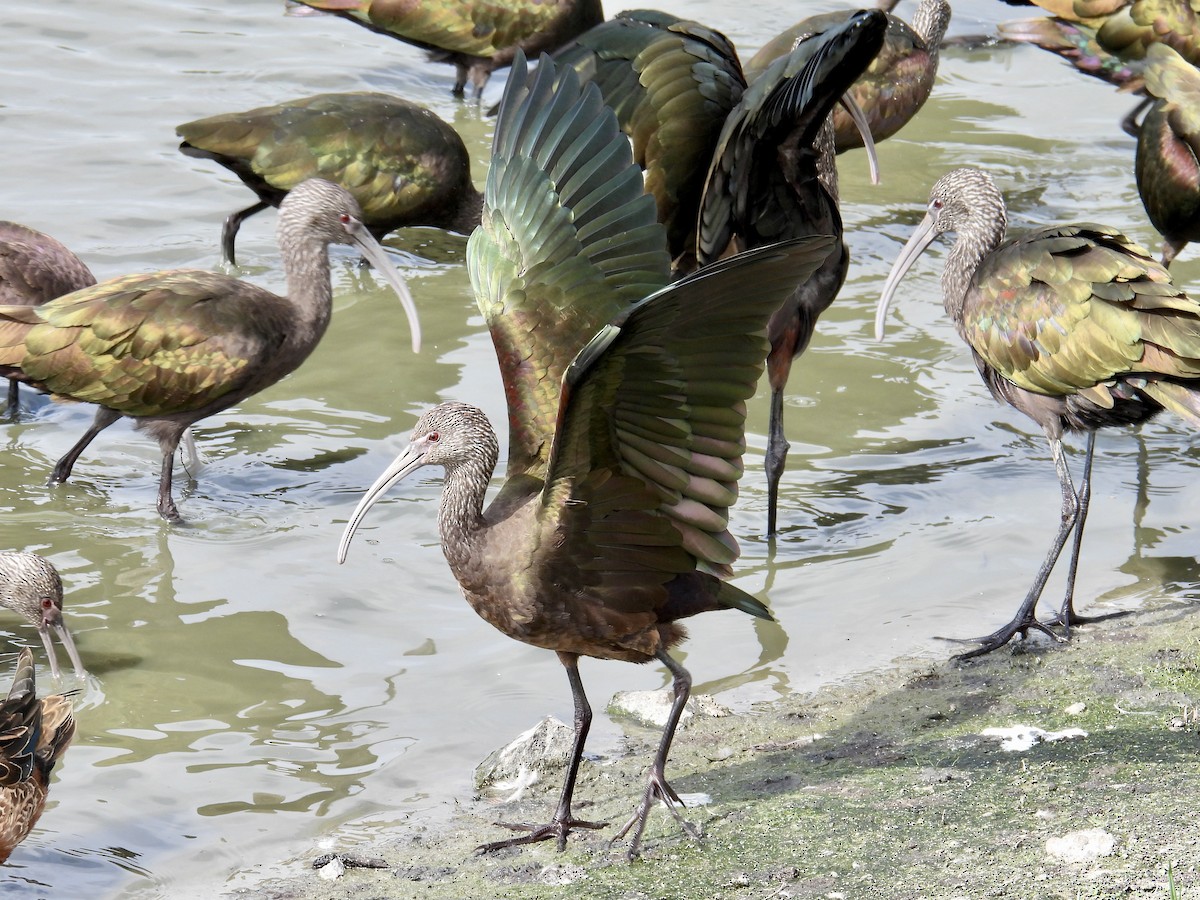 White-faced Ibis - ML642561882