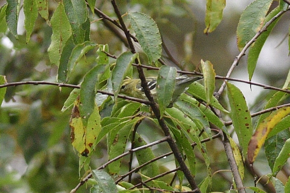Blackpoll Warbler - ML642561883