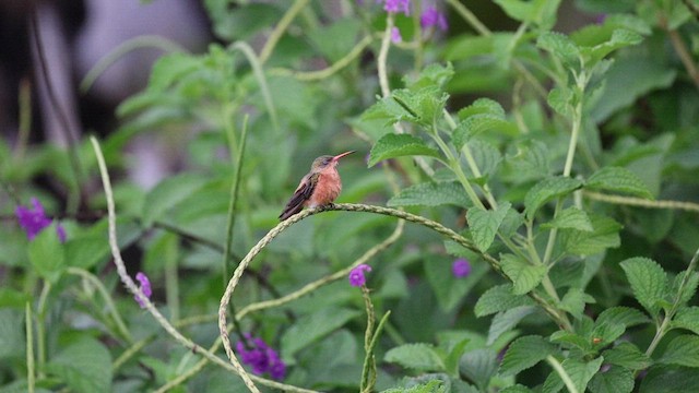 Cinnamon Hummingbird - ML642561892
