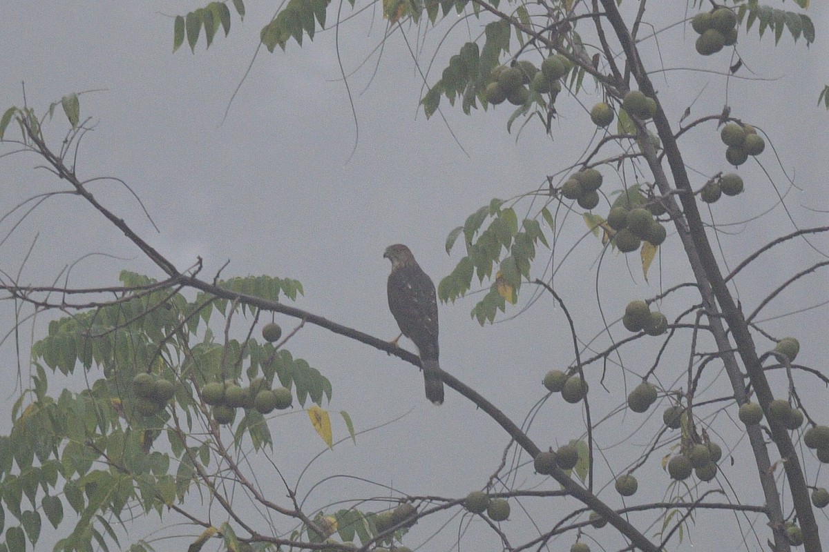 Cooper's Hawk - ML642561902