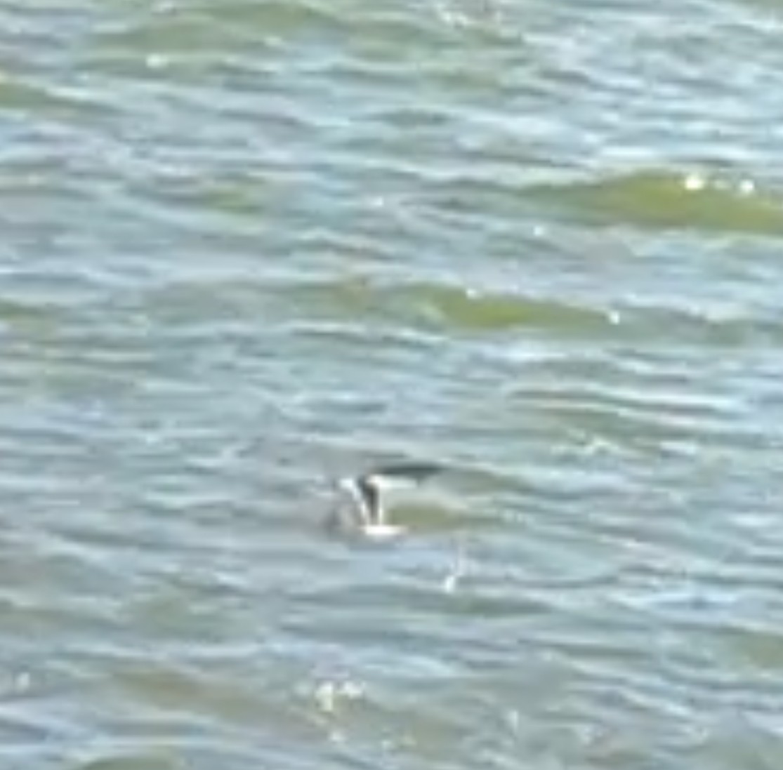 Sabine's Gull - ML642561906