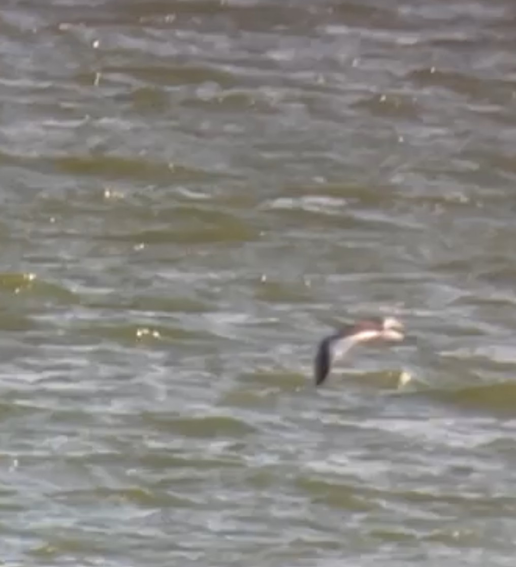 Sabine's Gull - ML642561907