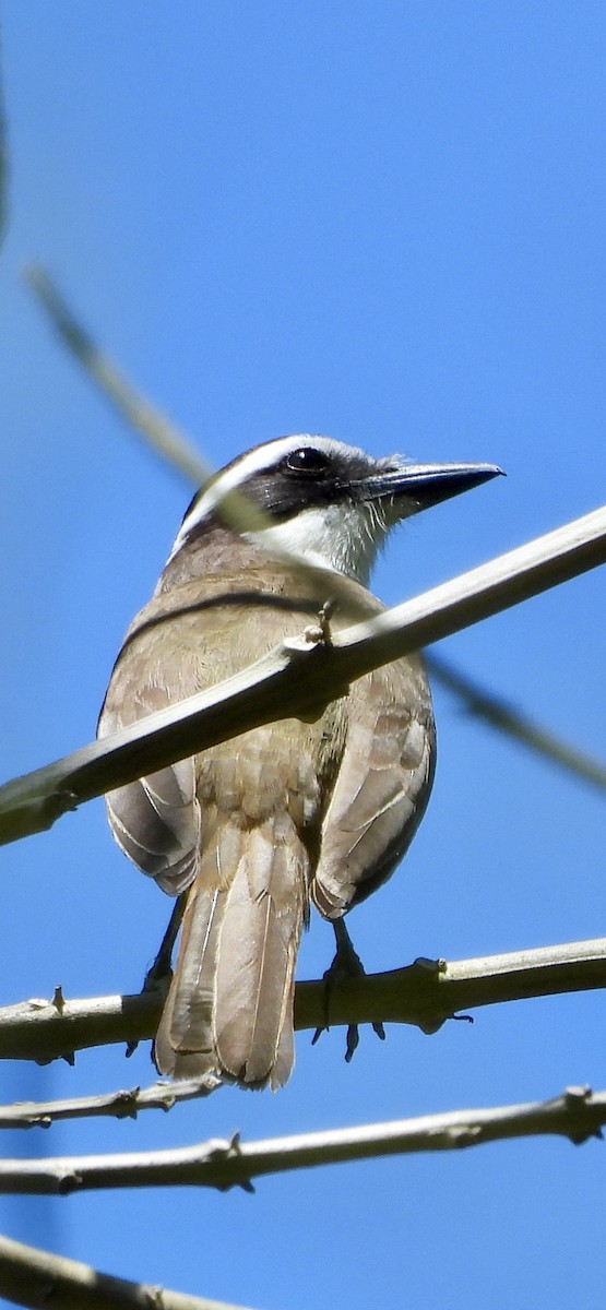 Boat-billed Flycatcher - ML642561908