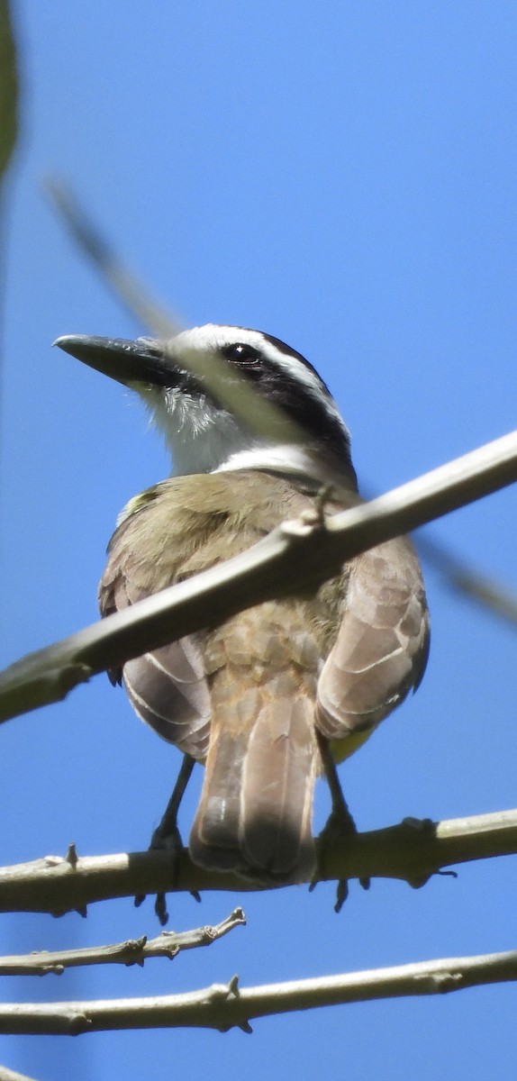 Boat-billed Flycatcher - ML642561909