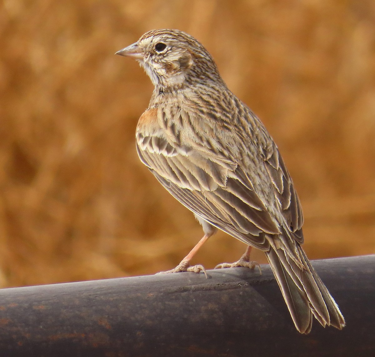 Vesper Sparrow - ML642561915