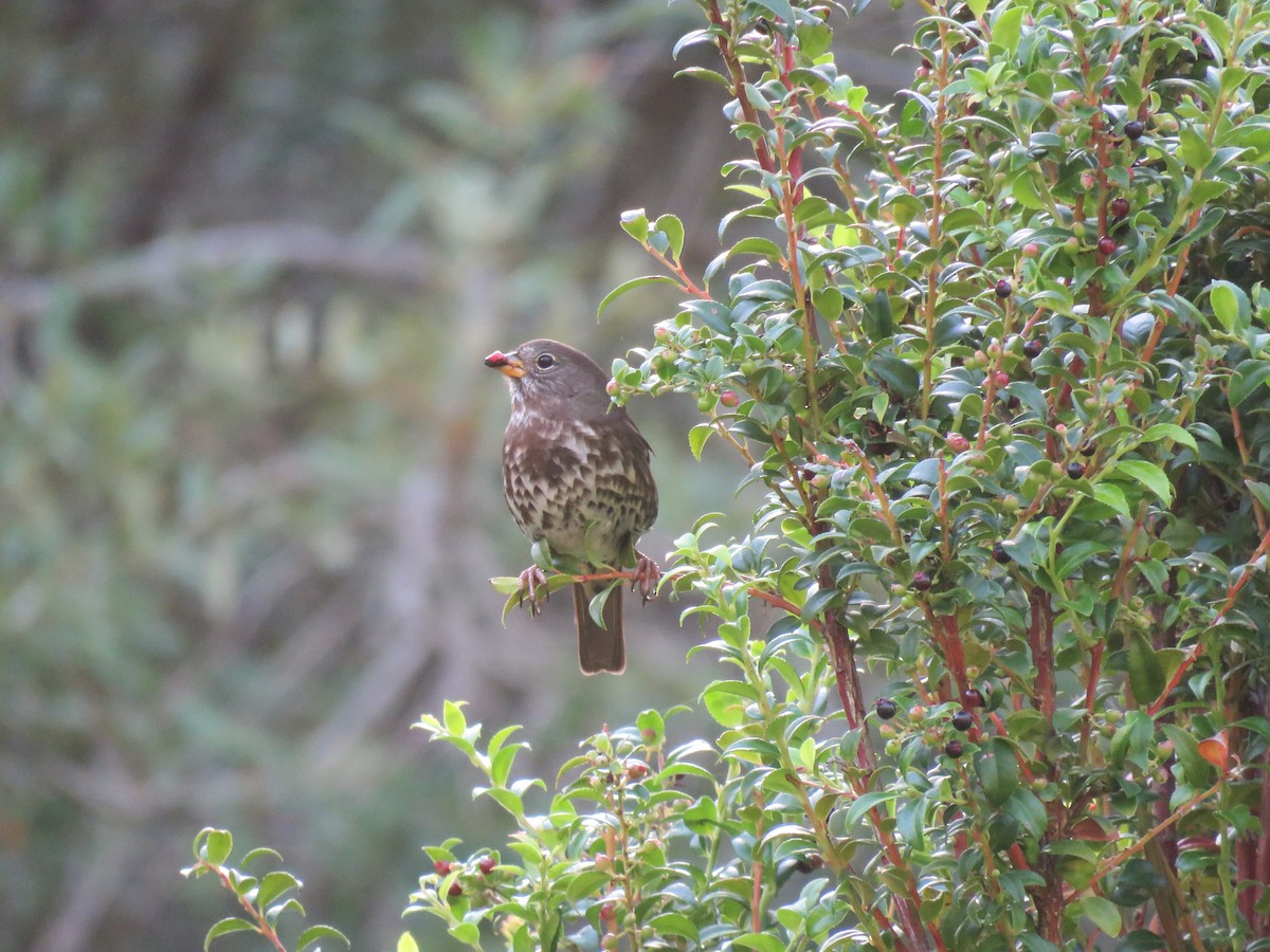 Fox Sparrow (Sooty) - ML642561916
