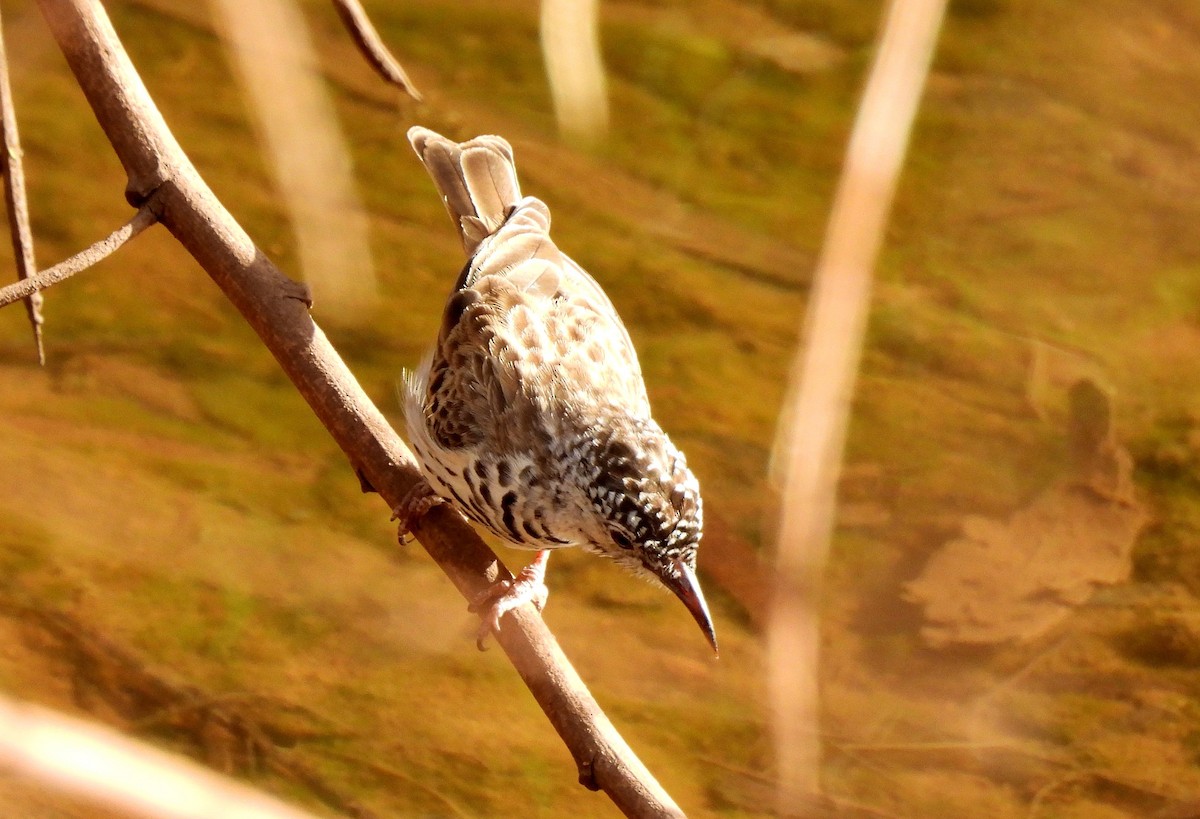Bar-breasted Honeyeater - ML642561920