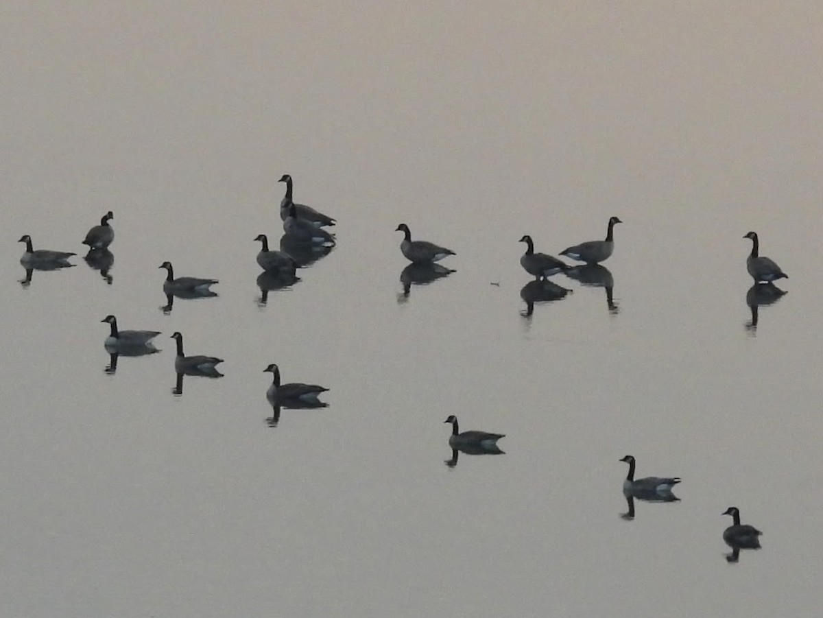 Canada Goose - ML642561923