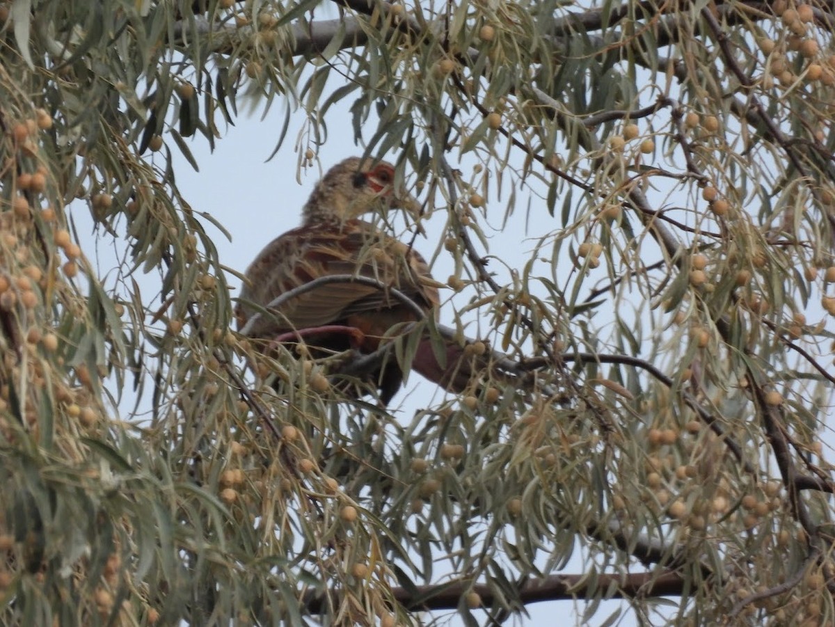 Ring-necked Pheasant - ML642561953