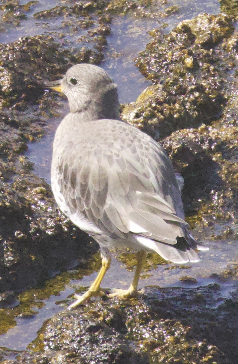 Surfbird - ML642562005