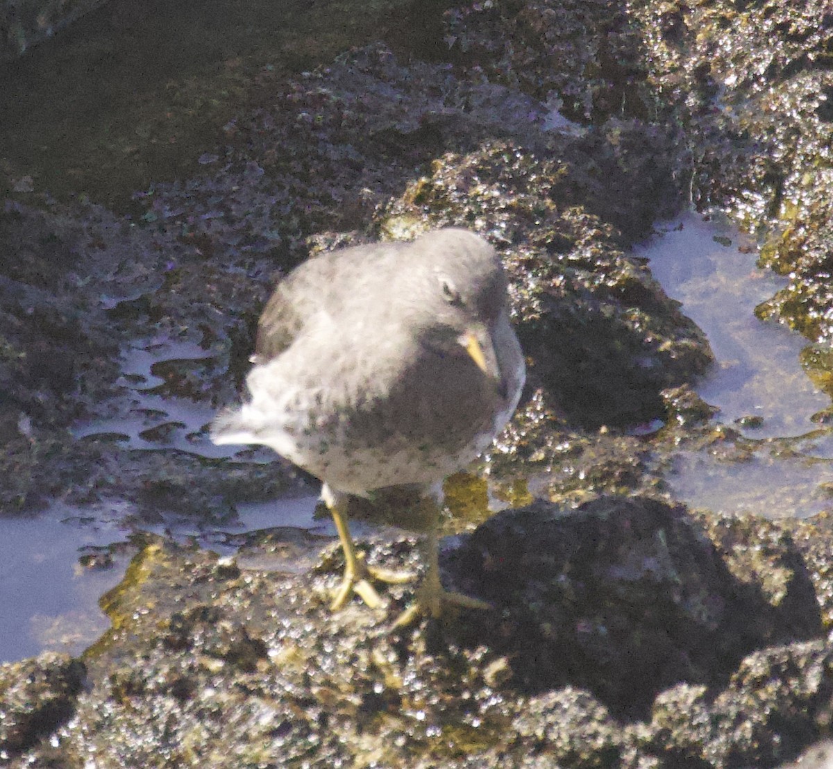 Surfbird - ML642562006