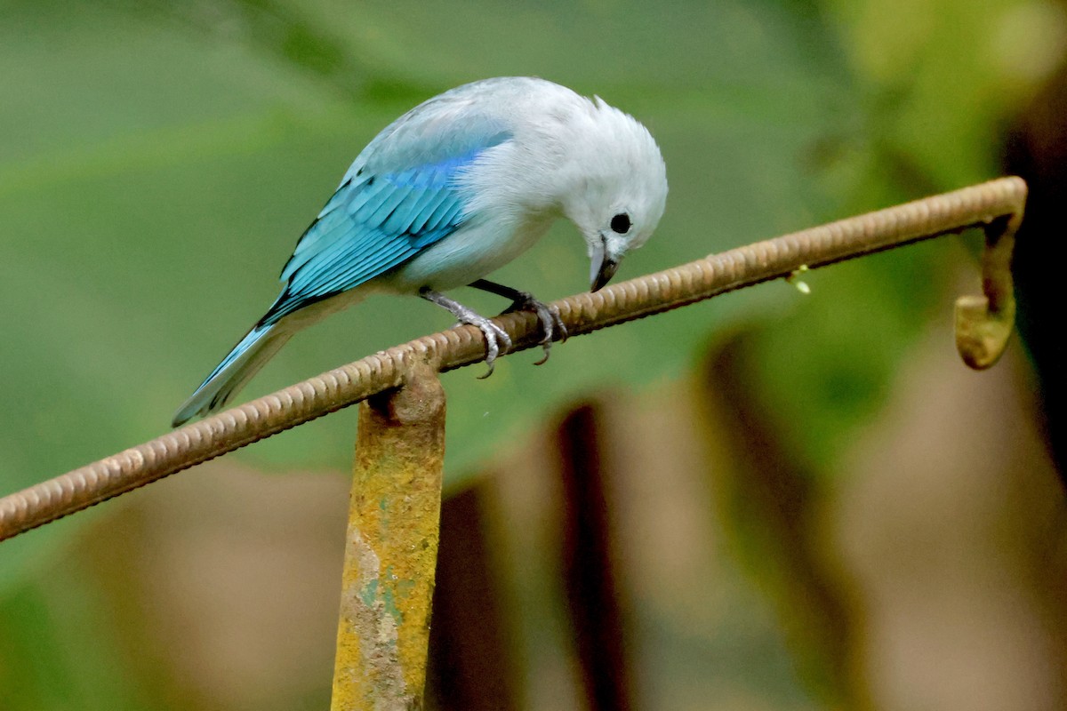 Blue-gray Tanager - ML642562009