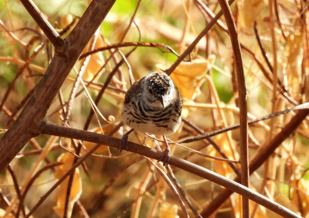 Bar-breasted Honeyeater - ML642562010