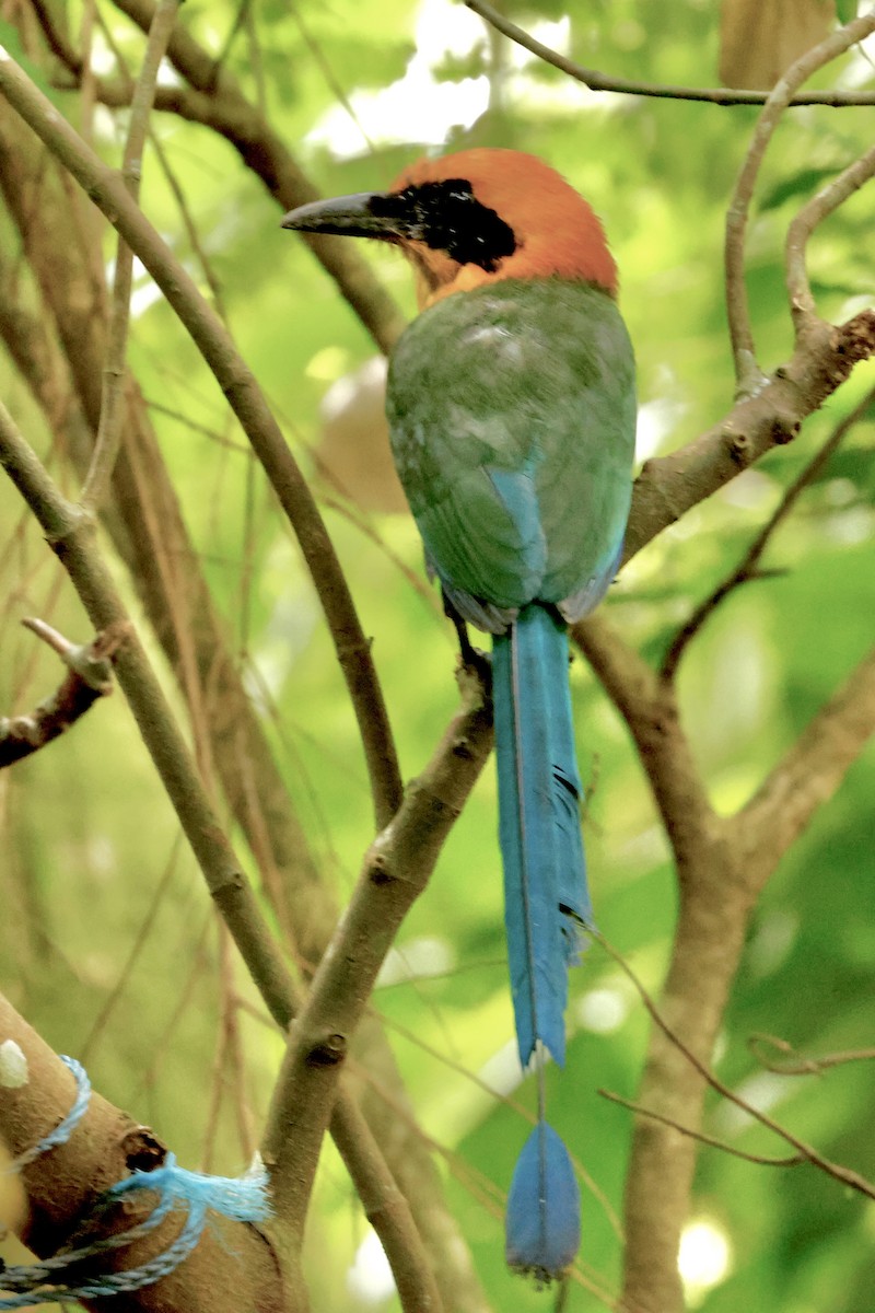 Rufous Motmot - ML642562028