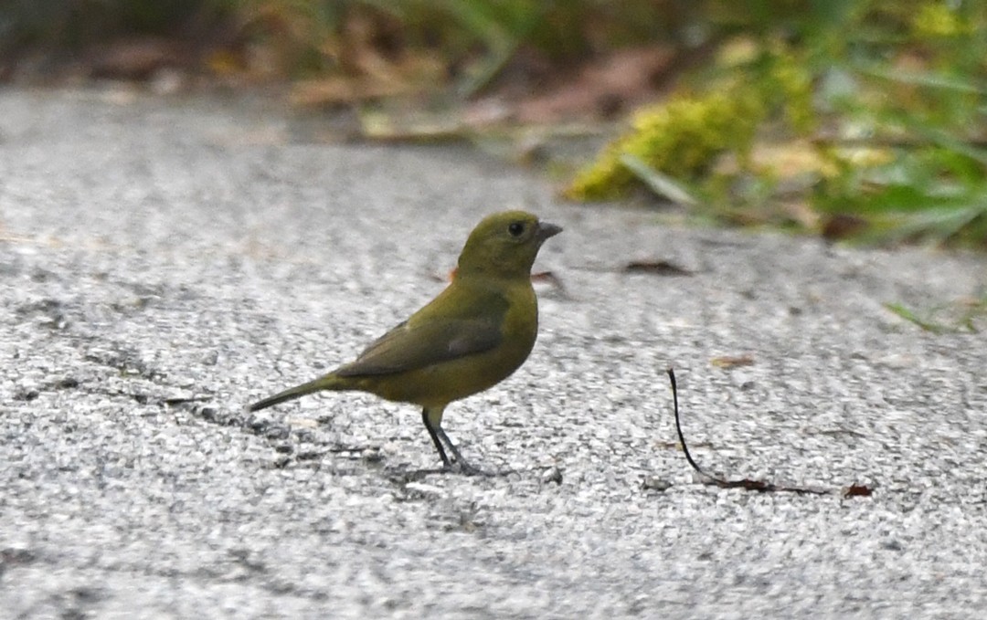Passerin nonpareil - ML642562033