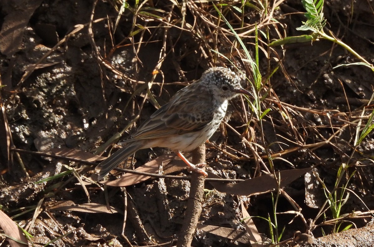 Bar-breasted Honeyeater - ML642562065