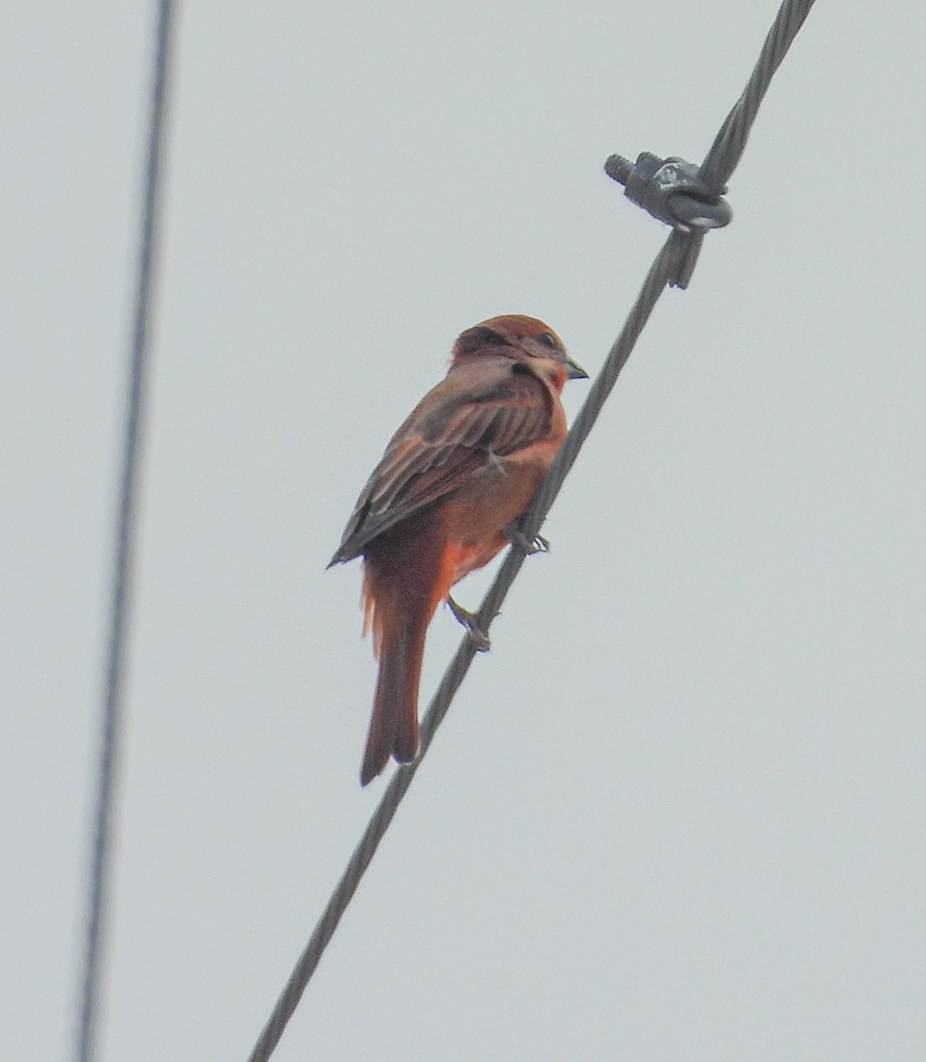 Hepatic Tanager - ML642562068