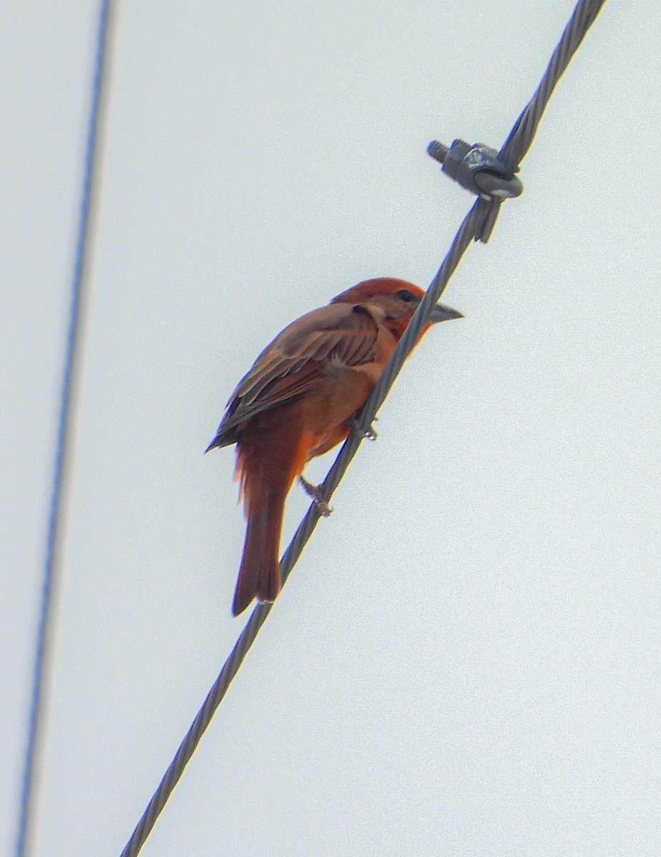 Hepatic Tanager - ML642562069