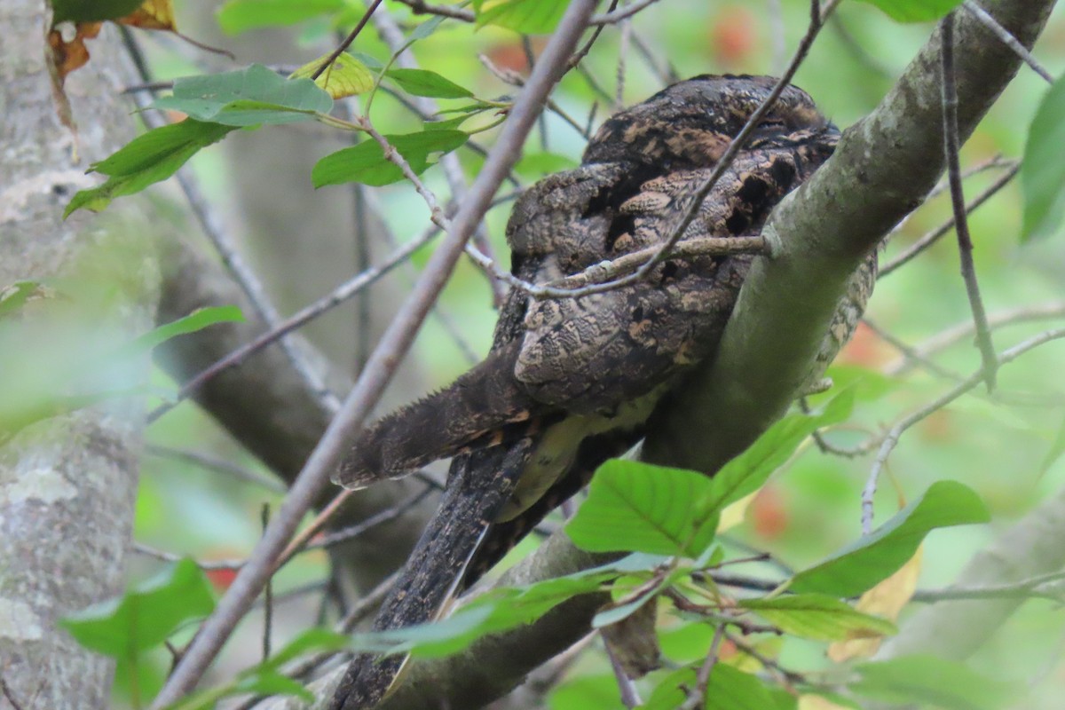 Eastern Whip-poor-will - ML642562074