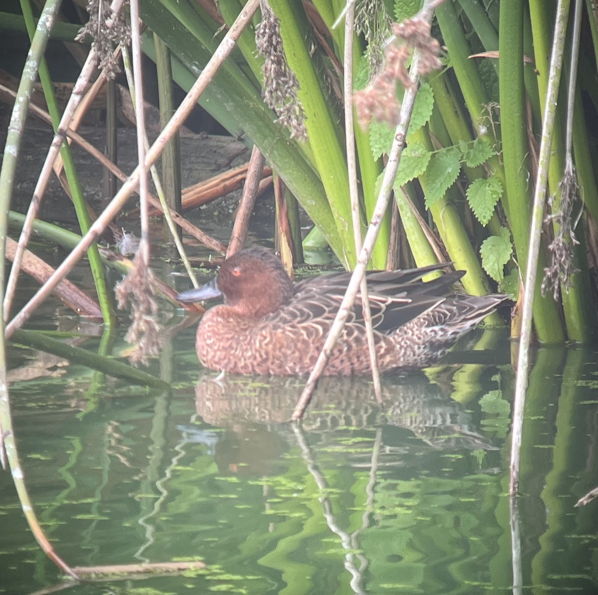 Cinnamon Teal - ML642562075