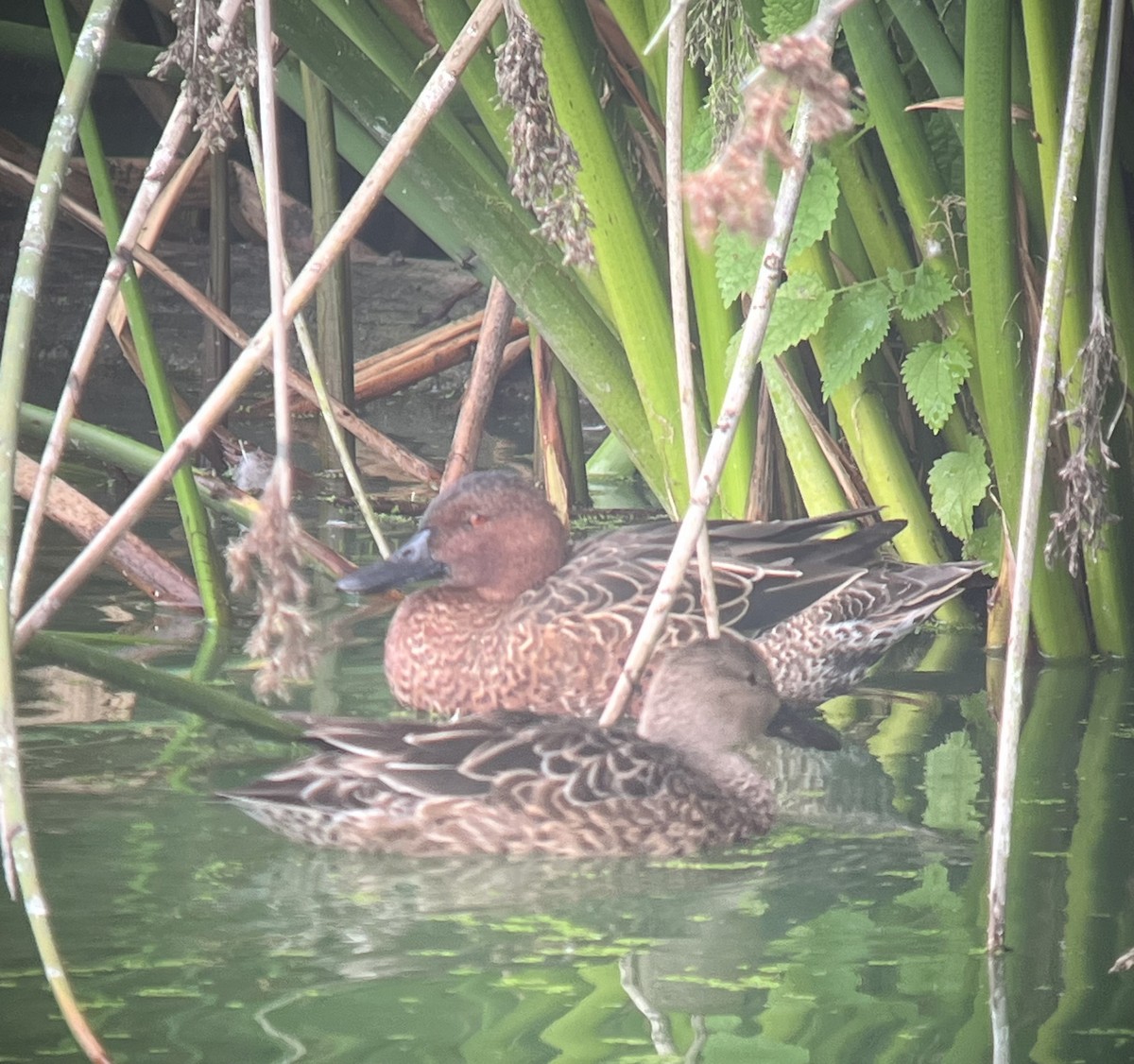 Cinnamon Teal - ML642562076