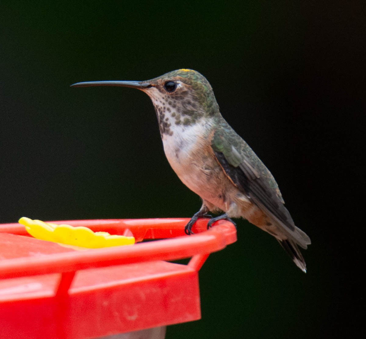 Allen's Hummingbird - ML642562087