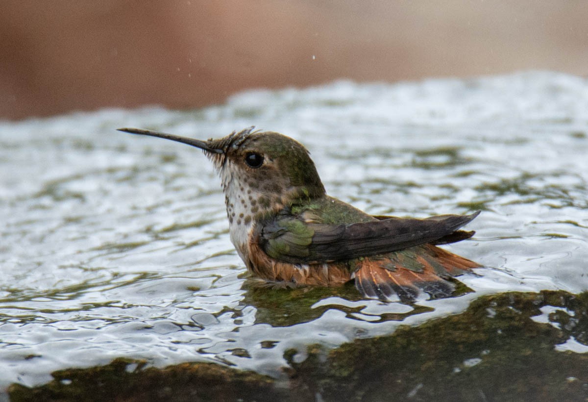 Allen's Hummingbird - ML642562088