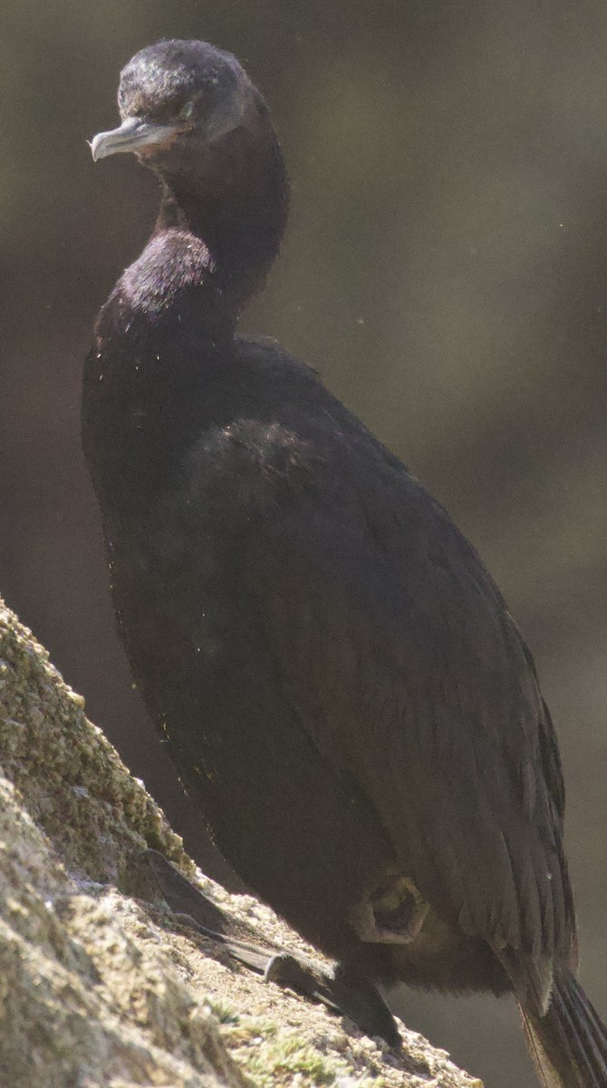 海鸕鷀 - ML642562089