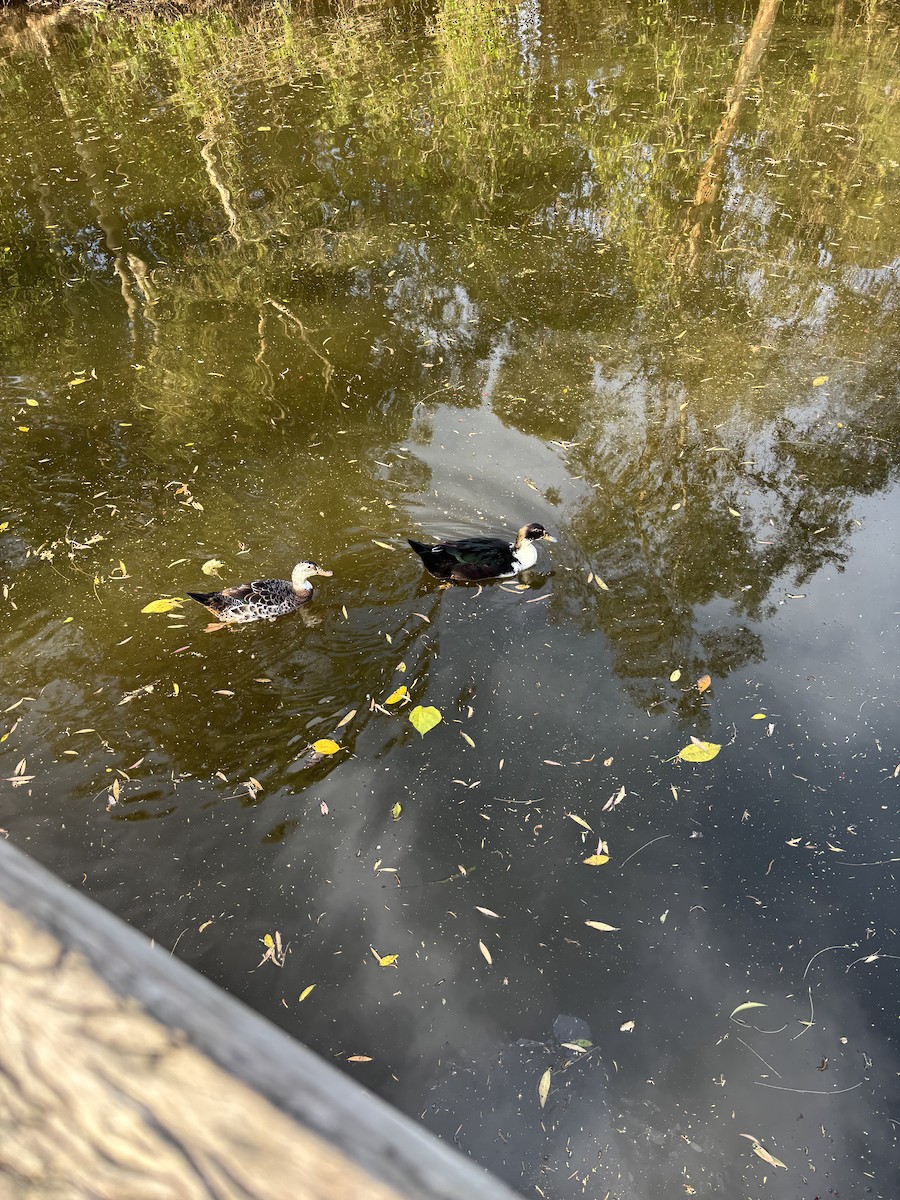Canard musqué (forme domestique) - ML642562094