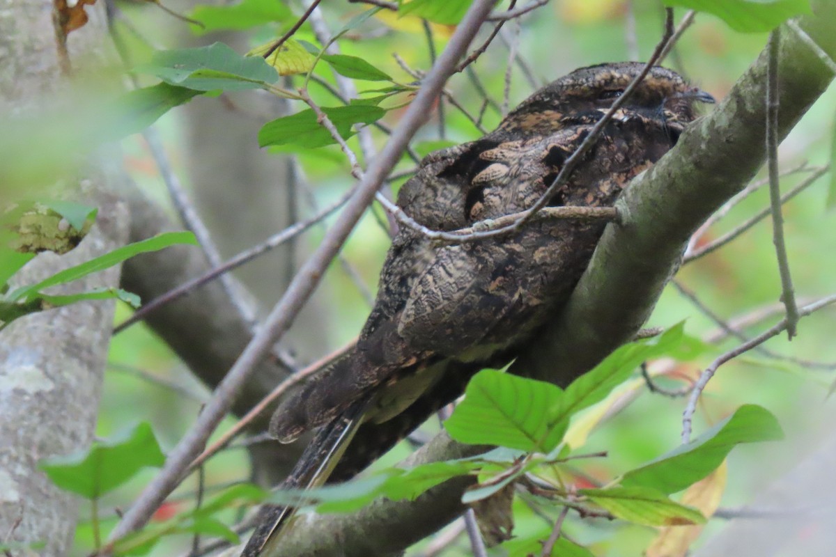 Eastern Whip-poor-will - ML642562099