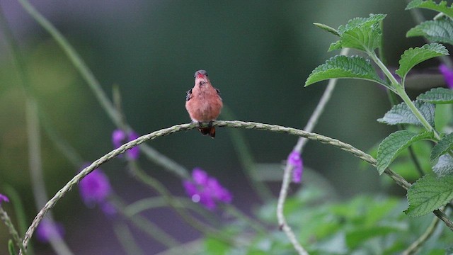 Cinnamon Hummingbird - ML642562114