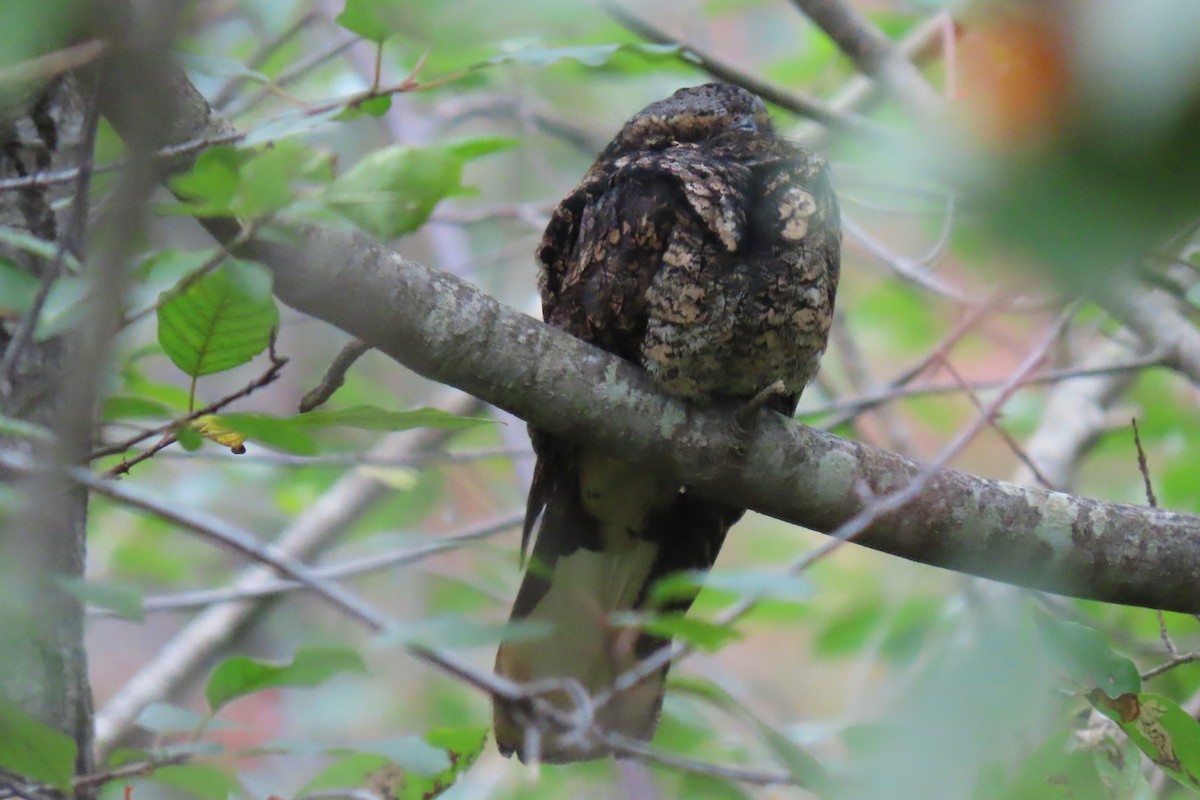 Eastern Whip-poor-will - ML642562123