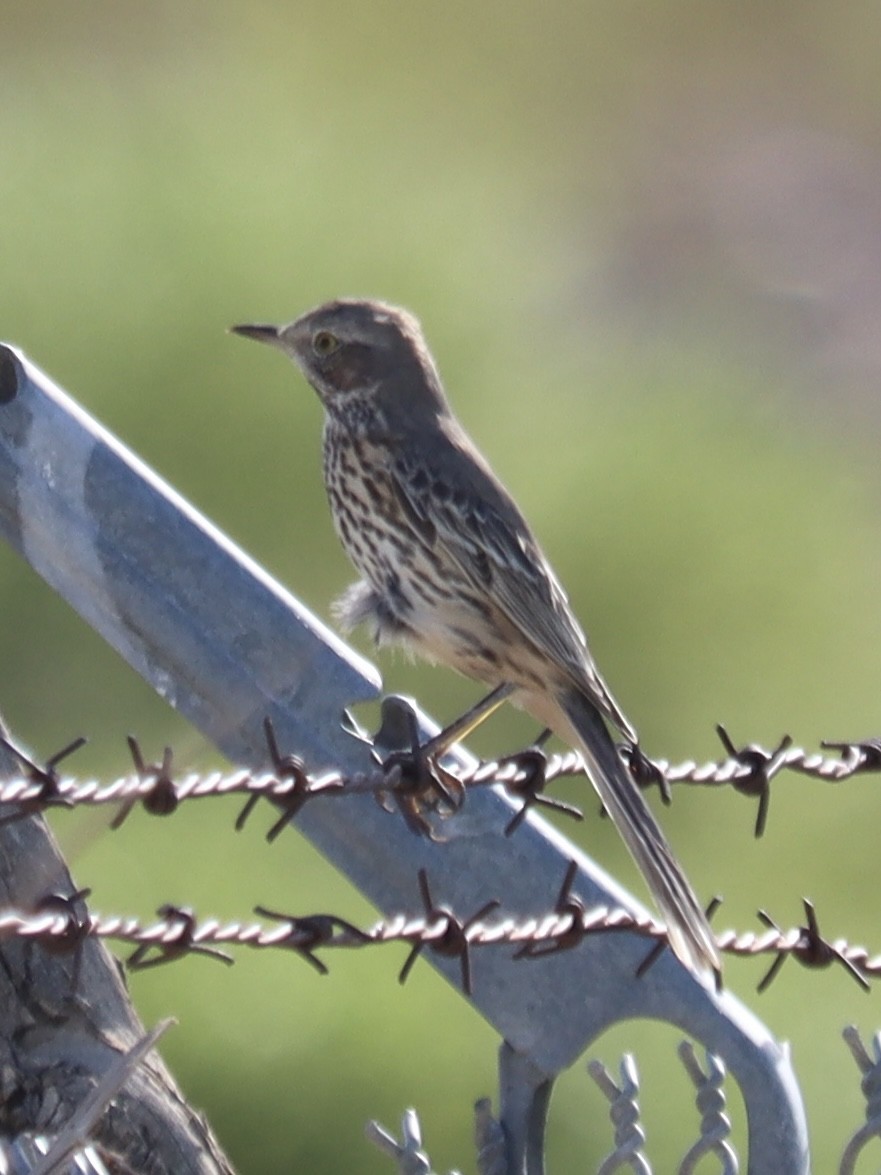 Sage Thrasher - ML642562133