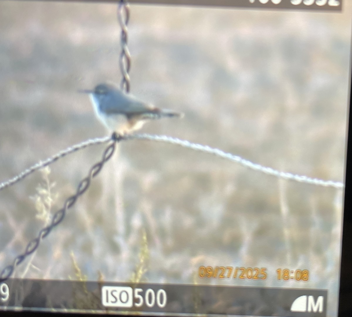 Rock Wren - ML642562140