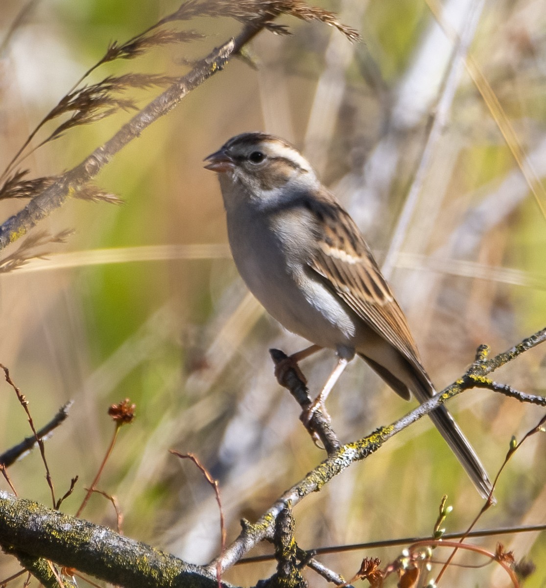Chipping Sparrow - ML642562141