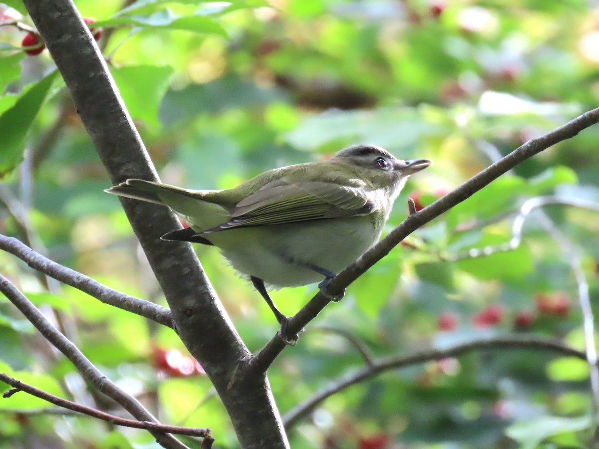 Red-eyed Vireo - ML642562156