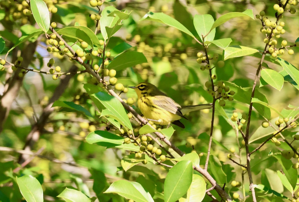 Prairie Warbler - ML642562171