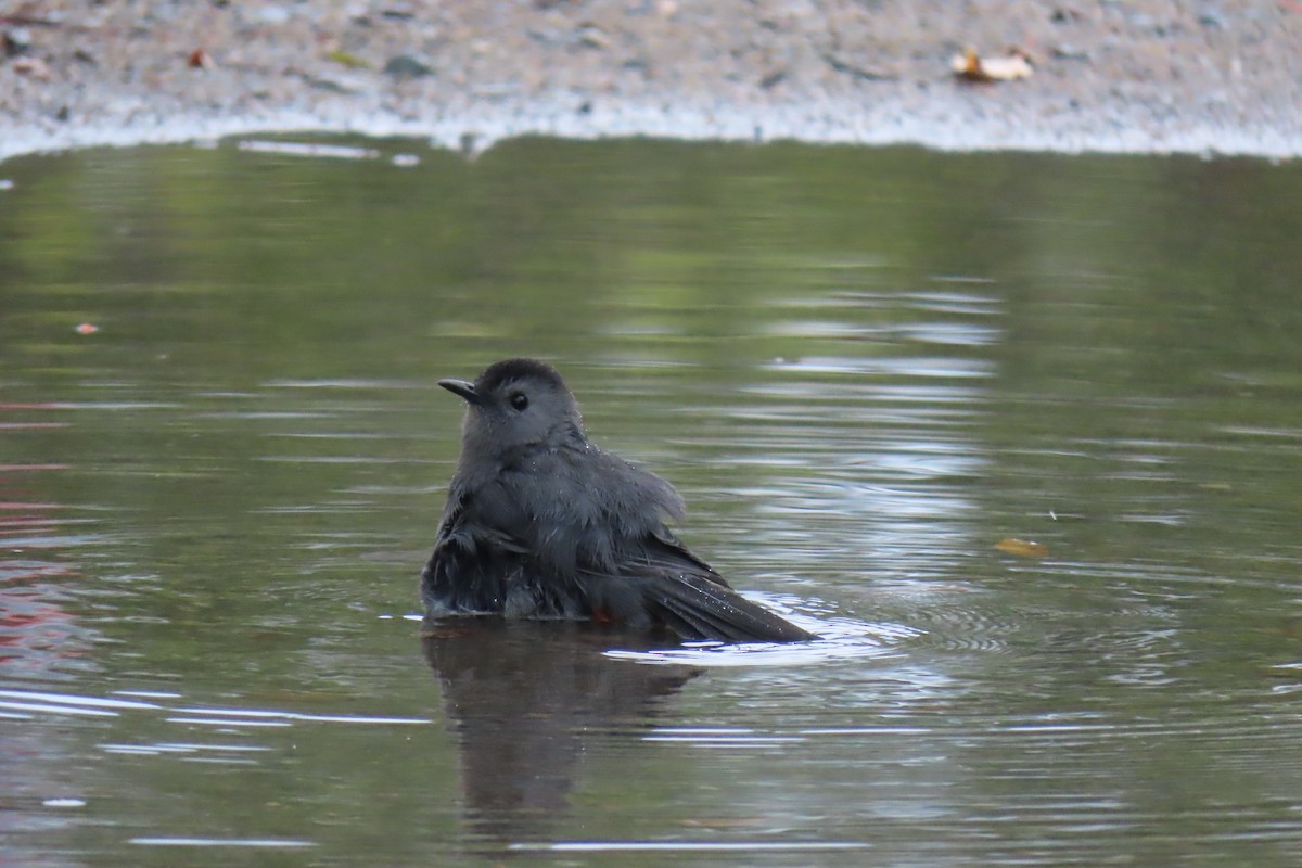 Gray Catbird - ML642562181